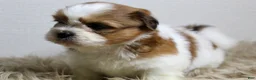 Shih Tzu dogs for sale: Niko - Ad 6