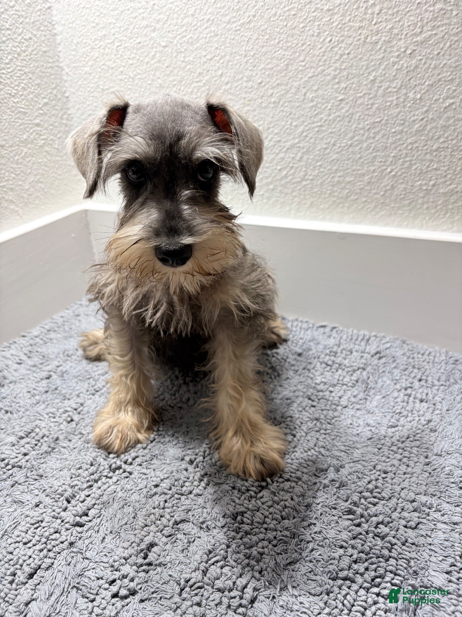 Miniature Schnauzer dogs Miniature Schnauzer 2 - Ad 26