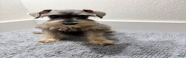 Miniature Schnauzer 2