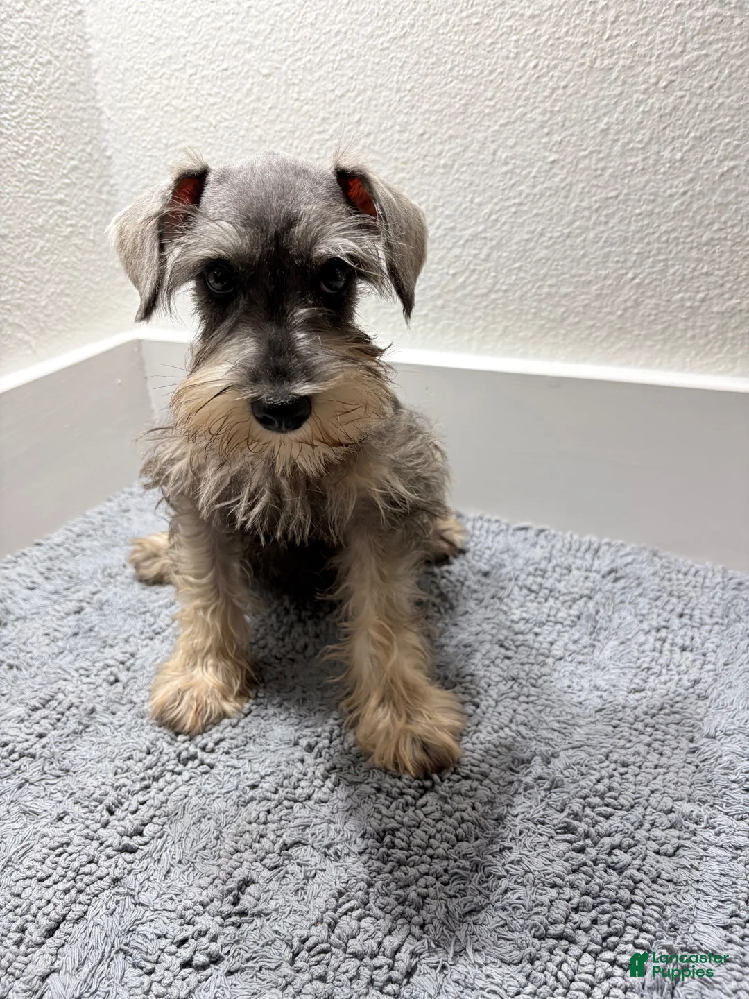 Miniature Schnauzer dogs for sale: Miniature Schnauzer 2 - Ad 1