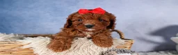 Cavapoo dogs for sale: GUS - Ad 3