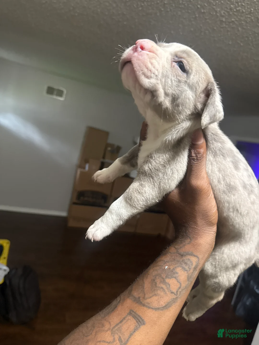 Mixed Breed dogs for sale: Kobe - Ad 2