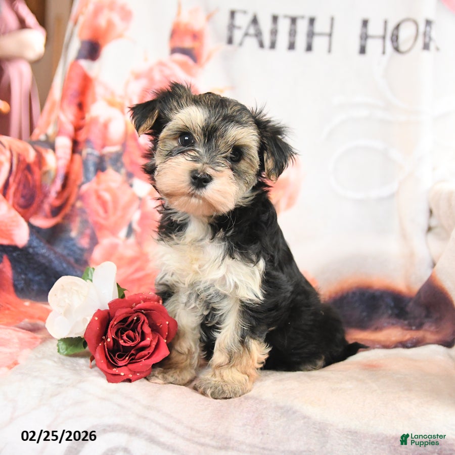 Morkie dogs Minnie - Ad 2