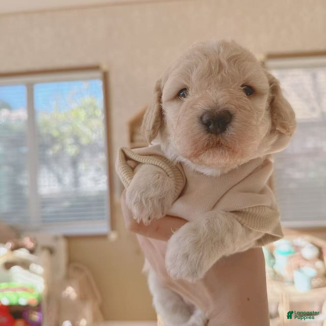 Bichpoo dogs for sale: Pudding - Ad 3