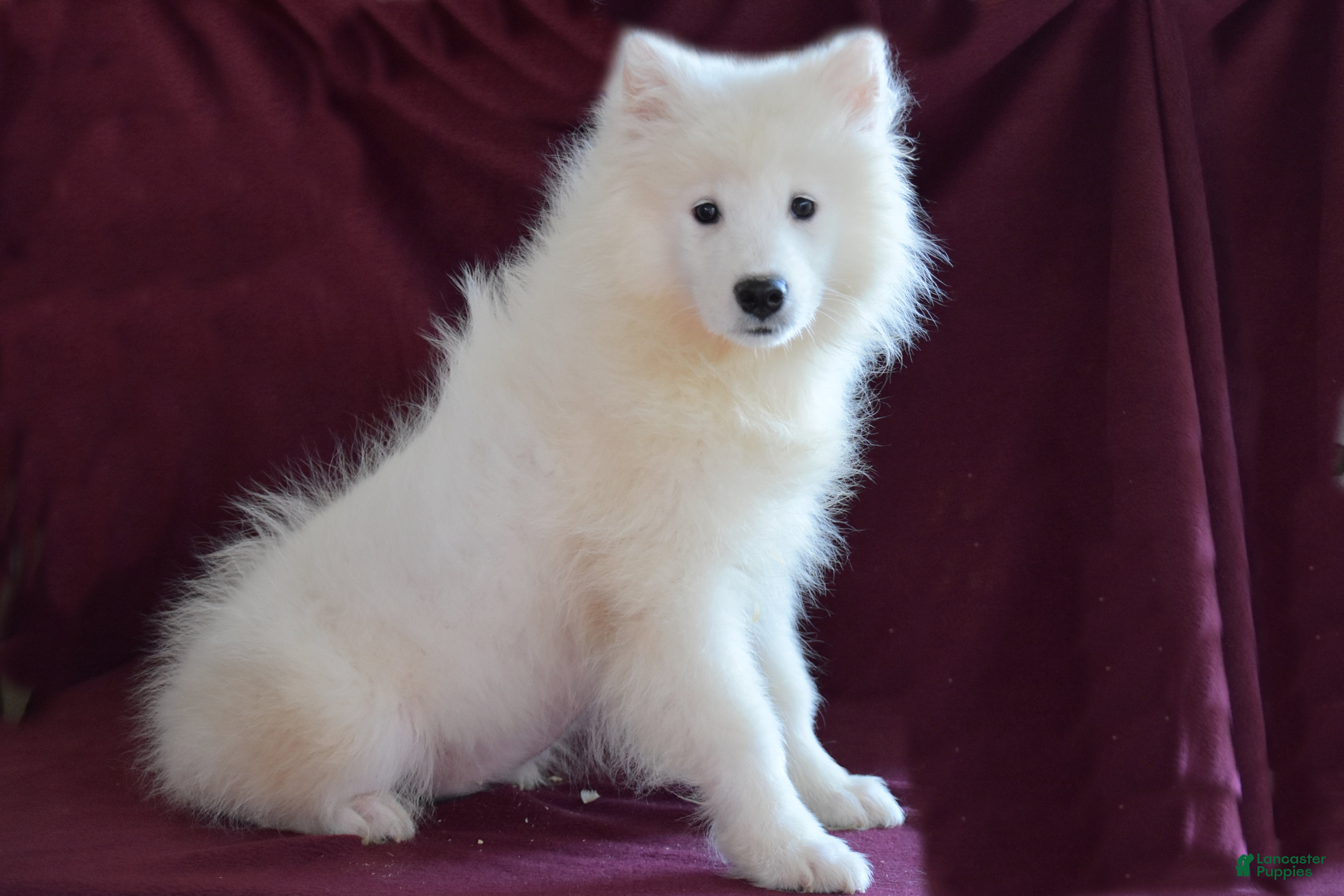 Samoyed Puppies for sale in Pennsylvania Lancaster Puppies