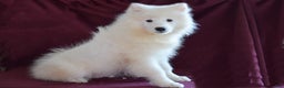 Samoyed dogs for sale: Clover - Ad 1