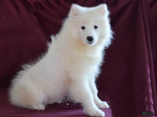 Samoyed dogs Clover - Ad 3