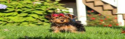Yorkiepoo dogs for sale: Poppy - Ad 1