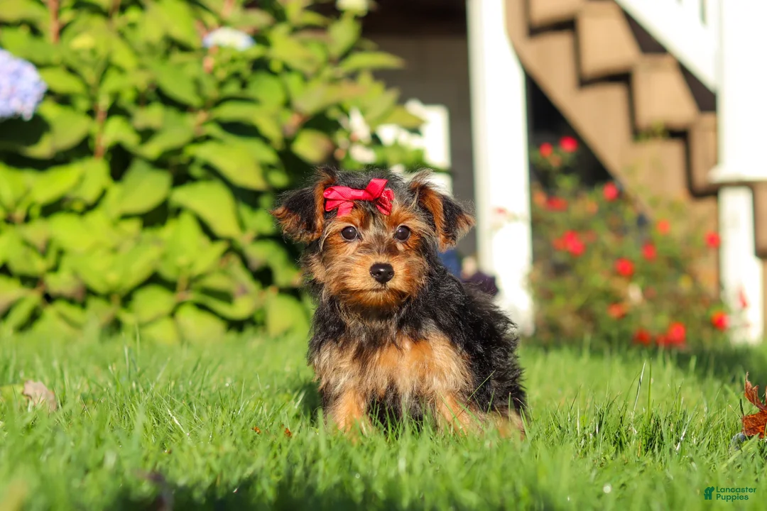Yorkiepoo dogs for sale: Poppy - Ad 1