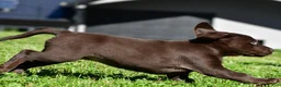 Labrador Retriever dogs for sale: Choco - Ad 3