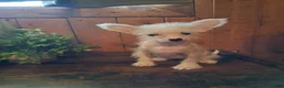 Chinese Crested dogs for sale: Pixie - Ad 6