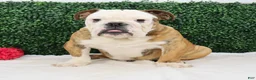 English Bulldog dogs for sale: Brutus - Ad 3