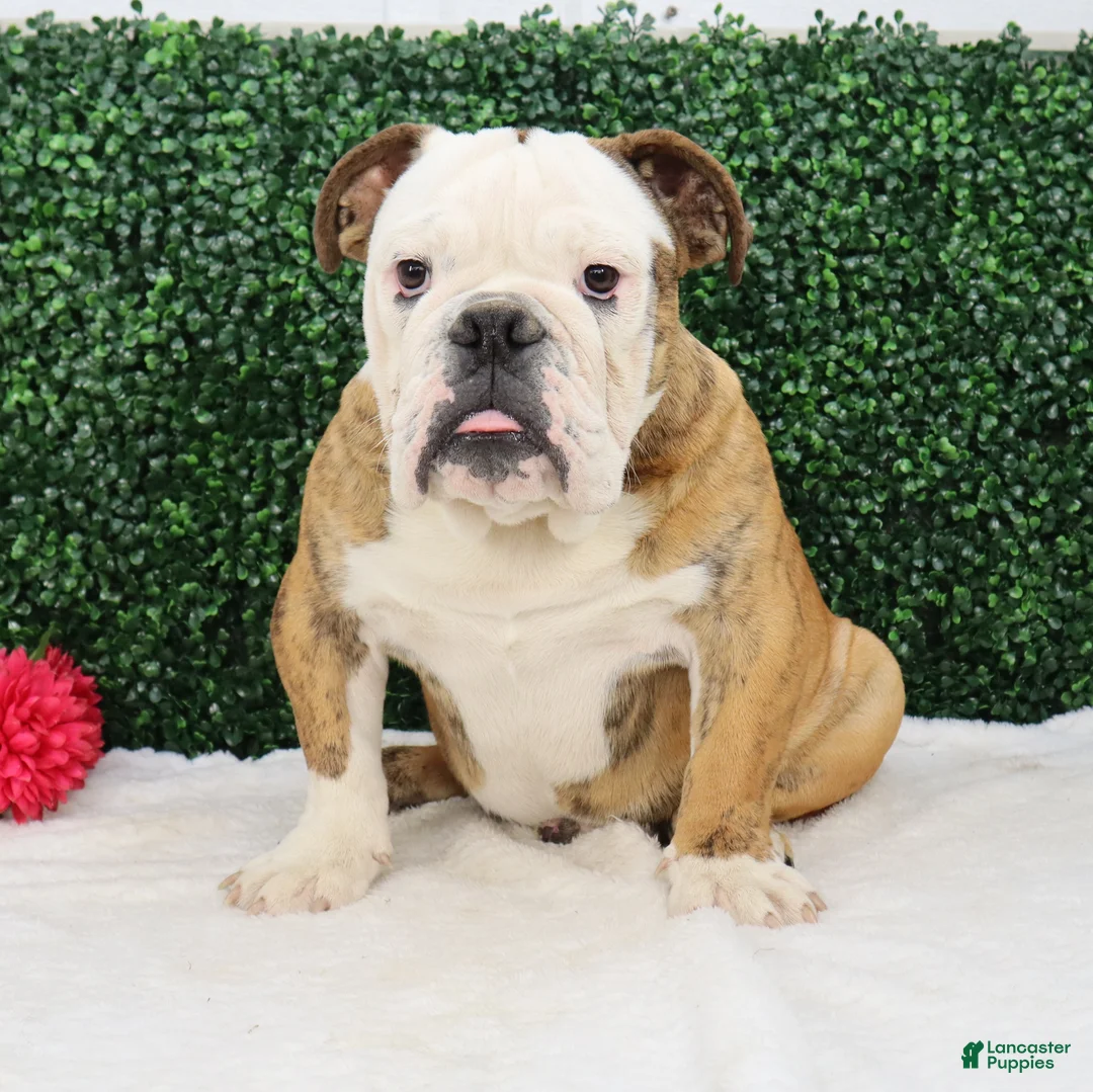 English Bulldog dogs for sale: Brutus - Ad 3