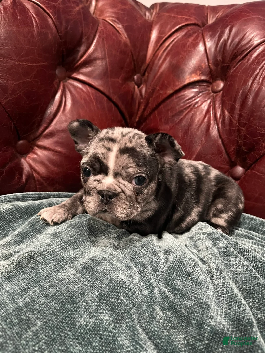 Gallery Image {{count}}