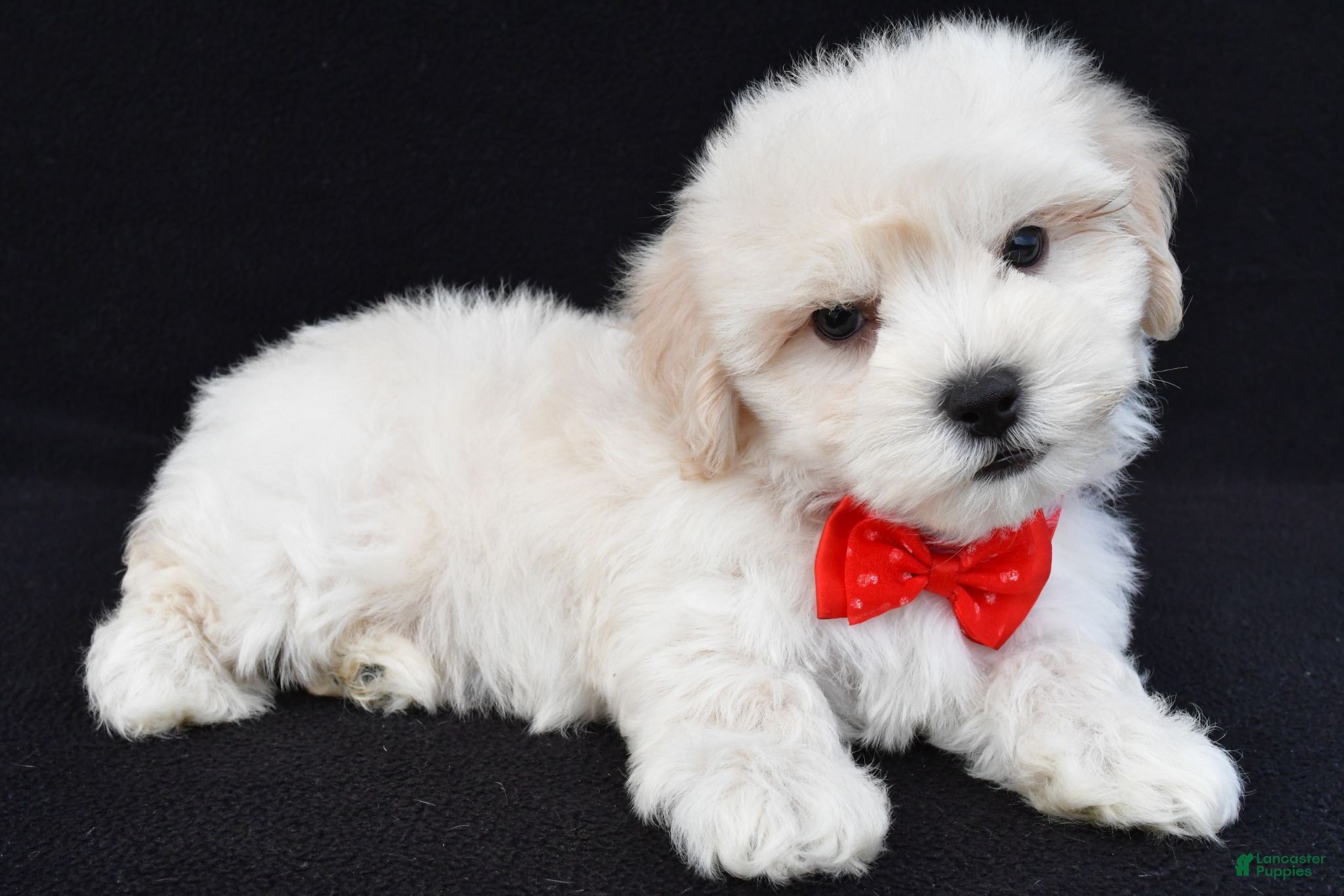 Maltipoo dogs Tommy - Ad 1