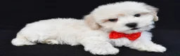 Maltipoo dogs for sale: Tommy - Ad 1