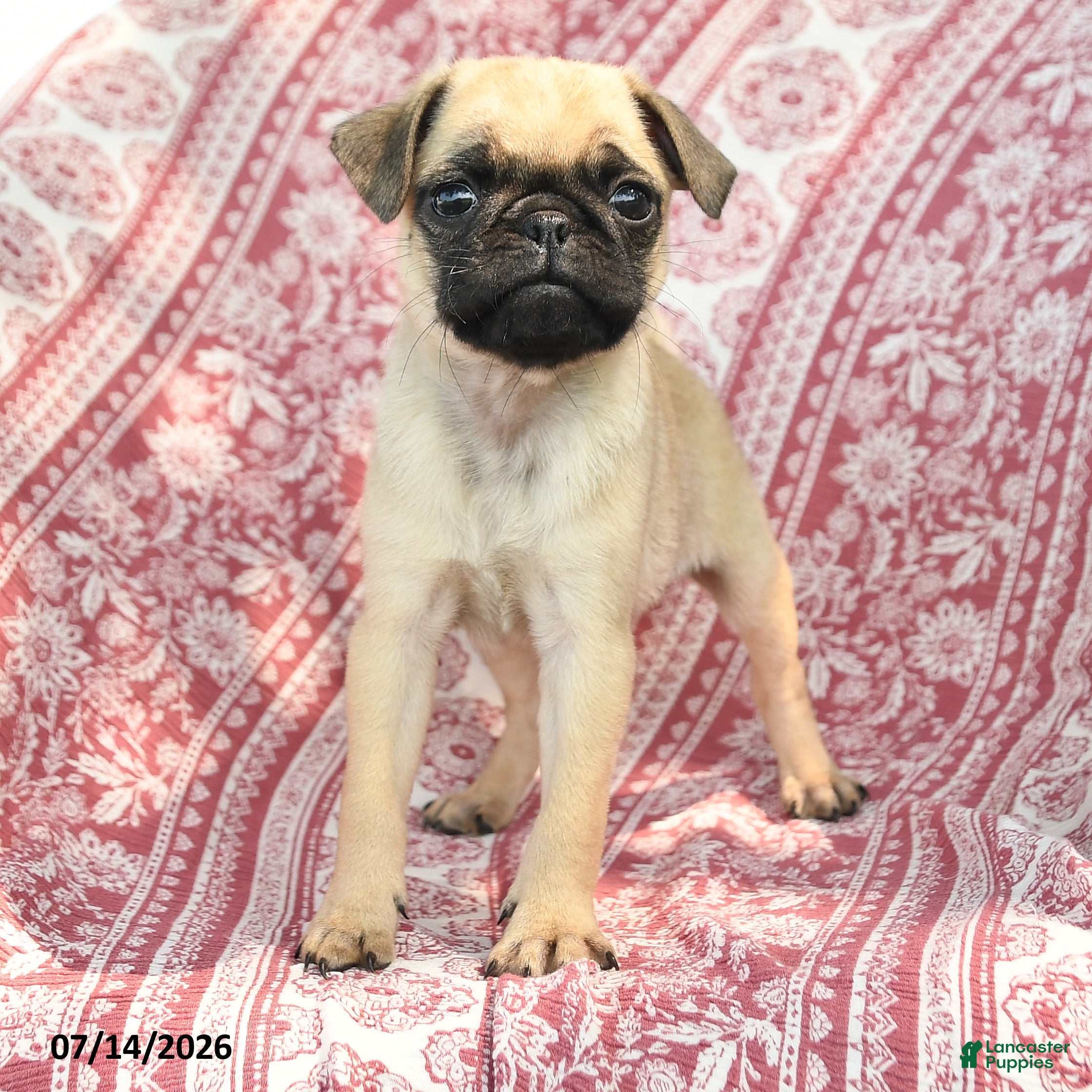 Pug dogs Matt  - Ad 2