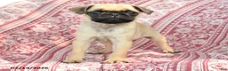 Pug dogs for sale: Matt  - Ad 2