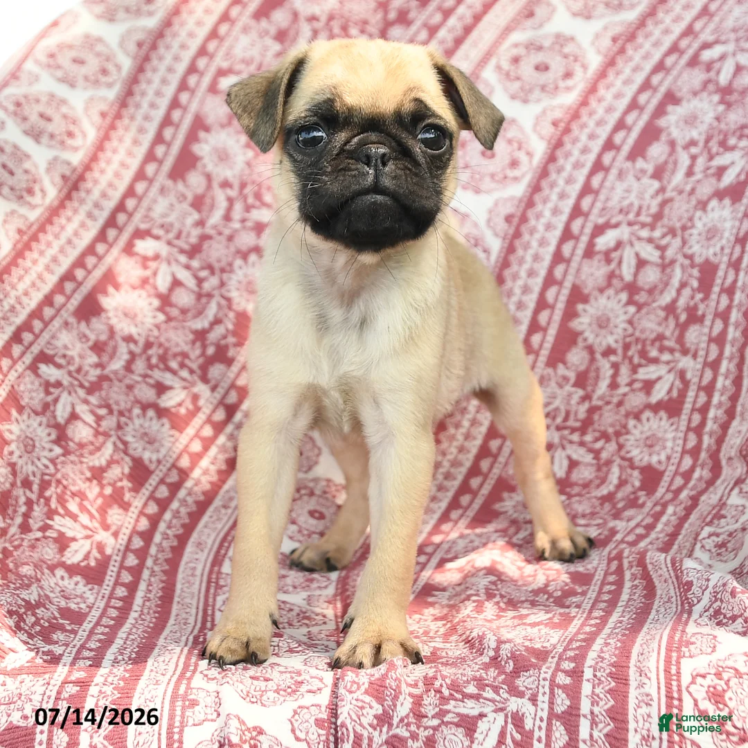 Pug dogs for sale: Matt  - Ad 2