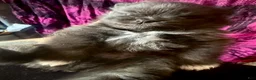 Pomeranian dogs for sale: Dash - Ad 3