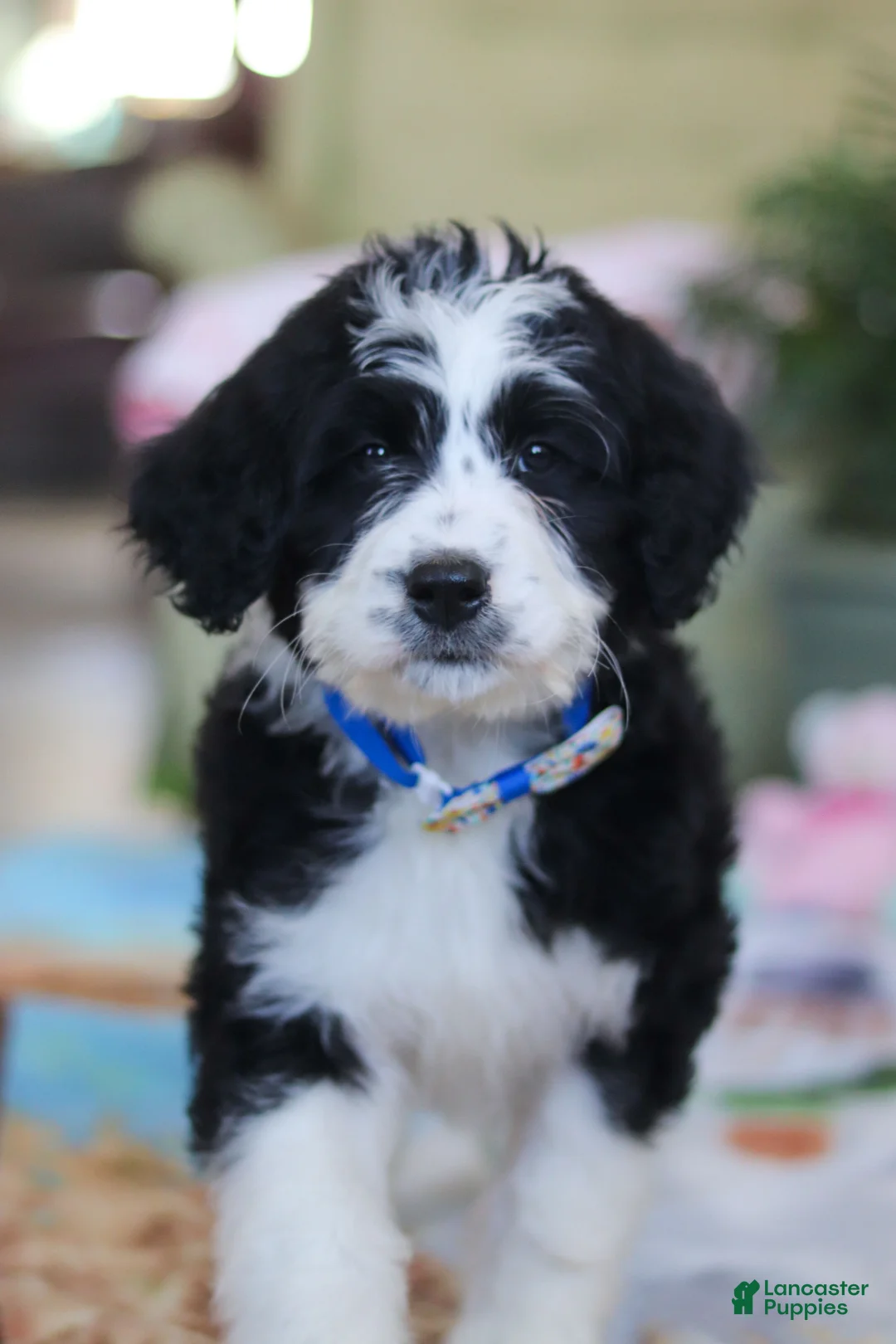 Bernedoodle dogs for sale: Hunter - Ad 5