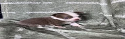 Chihuahua dogs for sale: Faline Micro Long Coat Lavender - Ad 4