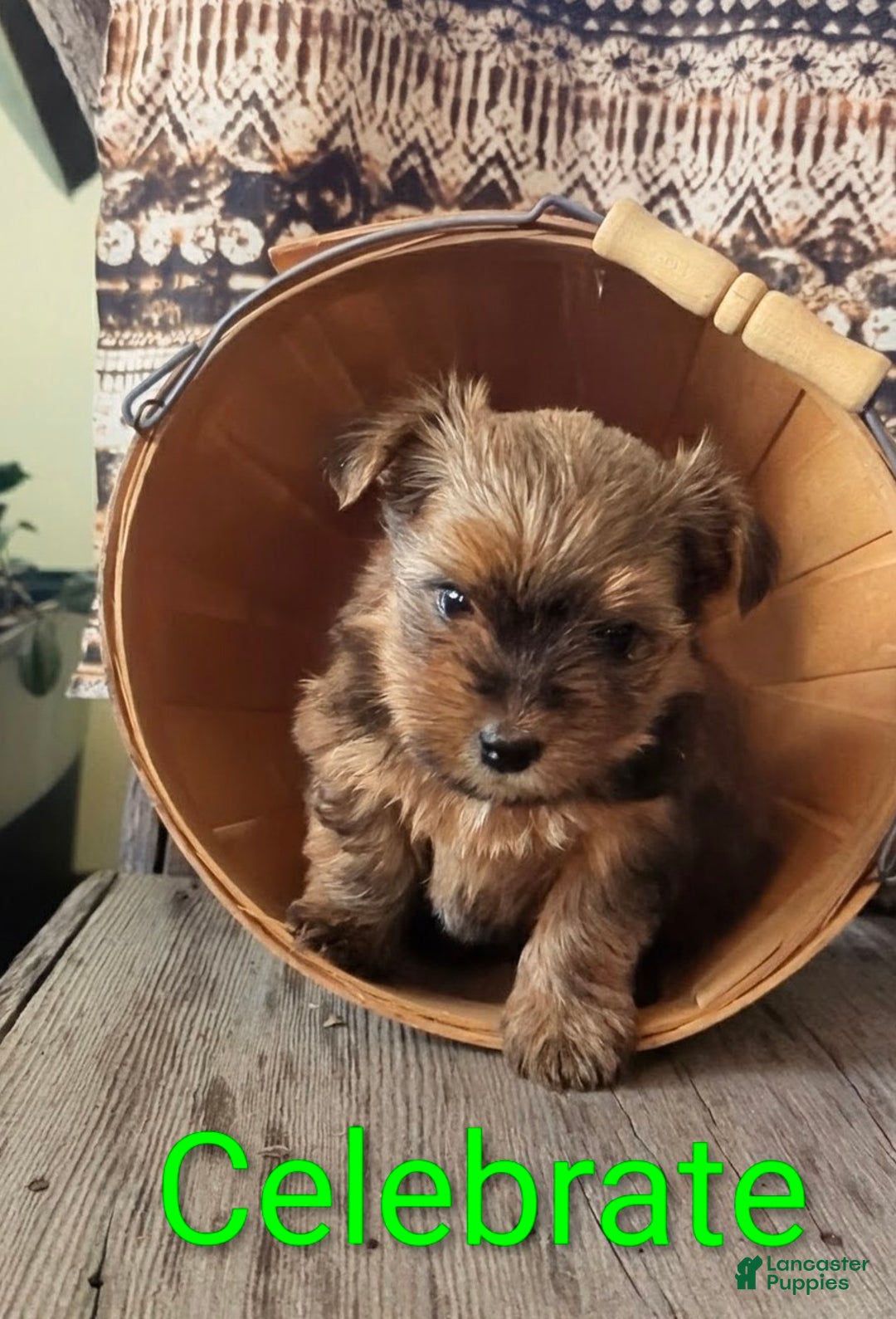Yorkshire Terrier dogs for sale: Celebrate  - Ad 6