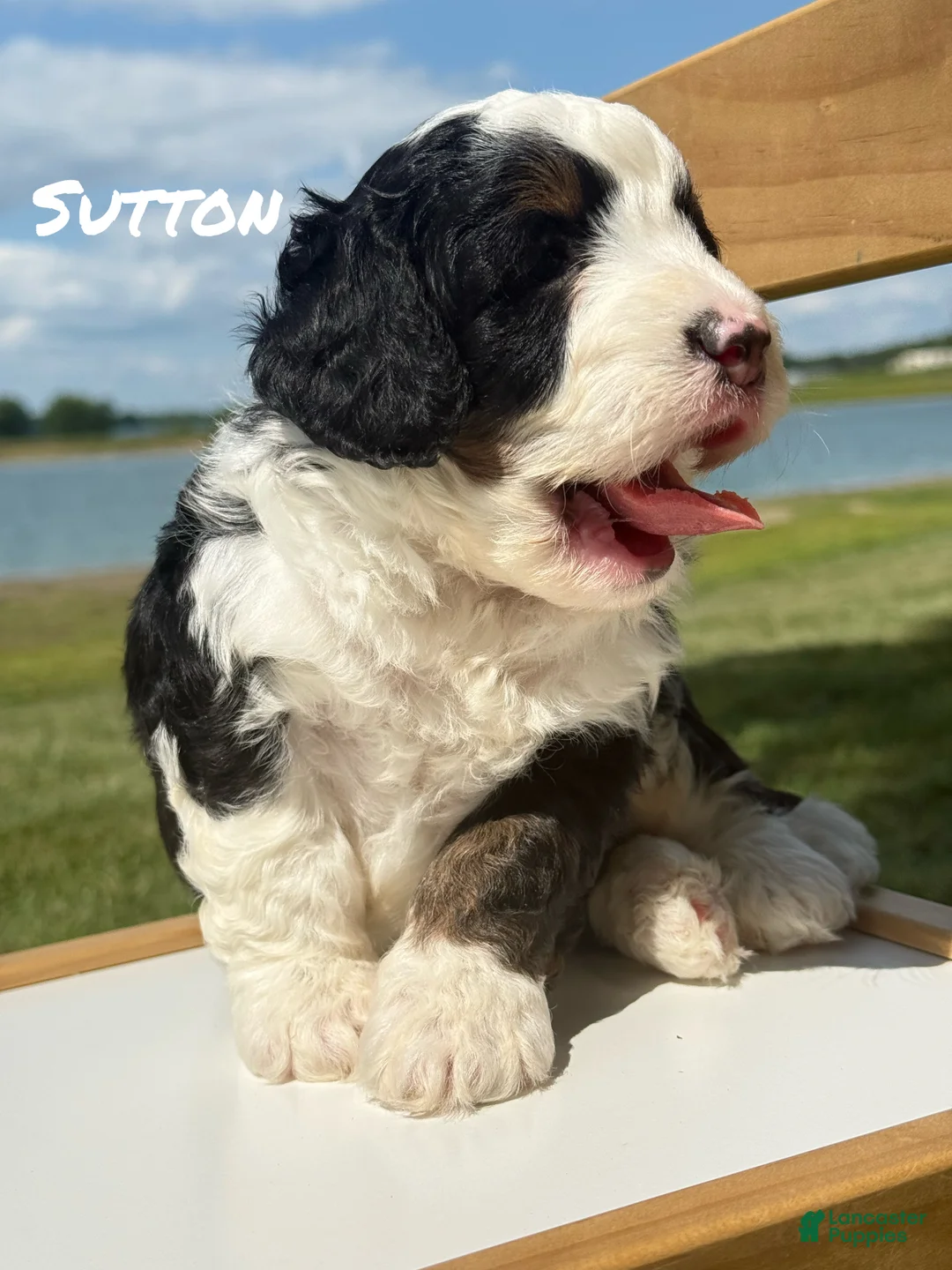 Mini Bernedoodle dogs for sale: Sutton - Tricolored Mini Bernedoodle - Ad 2