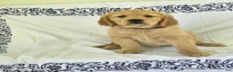 Golden Retriever dogs for sale: Peaches - Ad 5