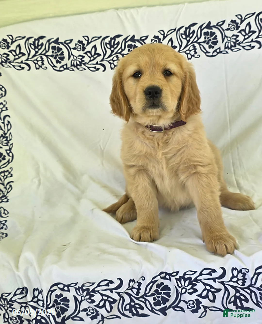 Golden Retriever dogs for sale: Peaches - Ad 5