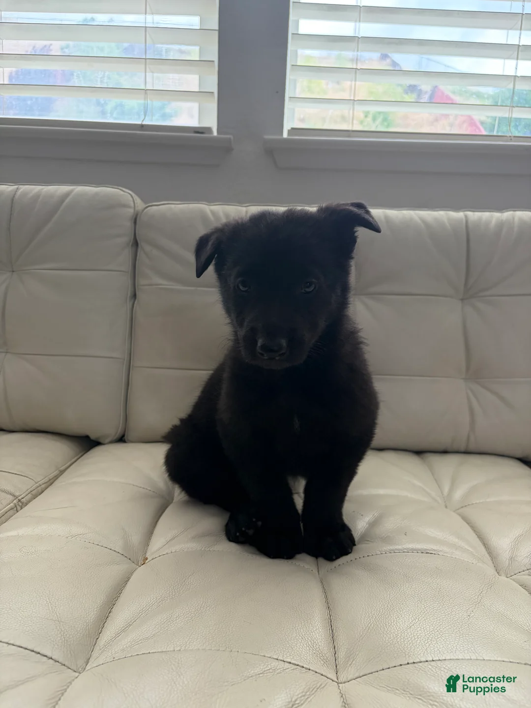 German Shepherd dogs for sale: Kairo - Ad 1