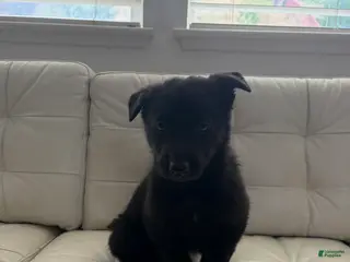 German Shepherd dogs for sale: Kairo - Ad 2