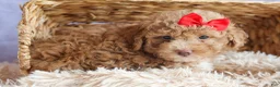 Miniature Poodle dogs for sale: ANDREW - Ad 15