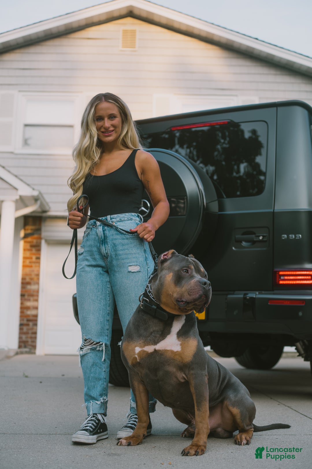 American Bully dogs for sale: American Bully Puppy 1 - Ad 5