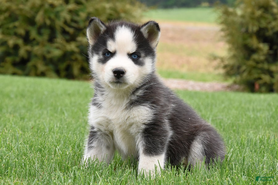 Siberian Husky dogs Shine - Ad 1