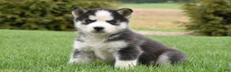 Siberian Husky dogs for sale: Shine - Ad 1