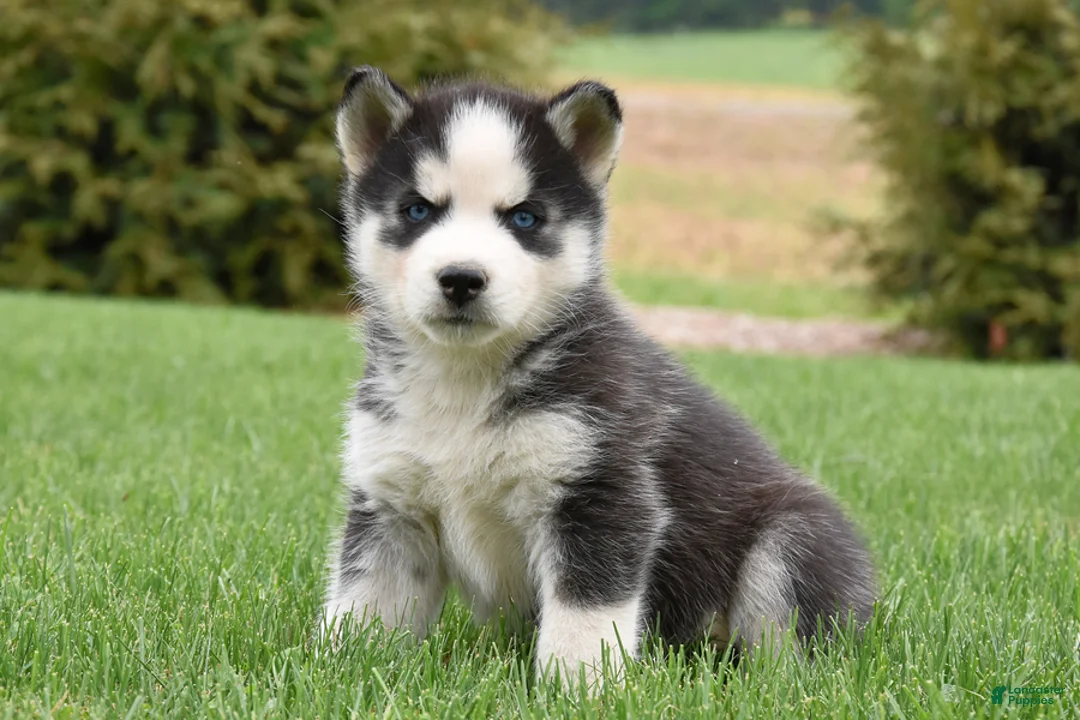 Siberian Husky dogs for sale: Shine - Ad 1
