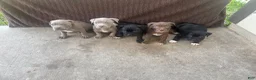 Mixed Breed dogs for sale: One paw - Ad 3