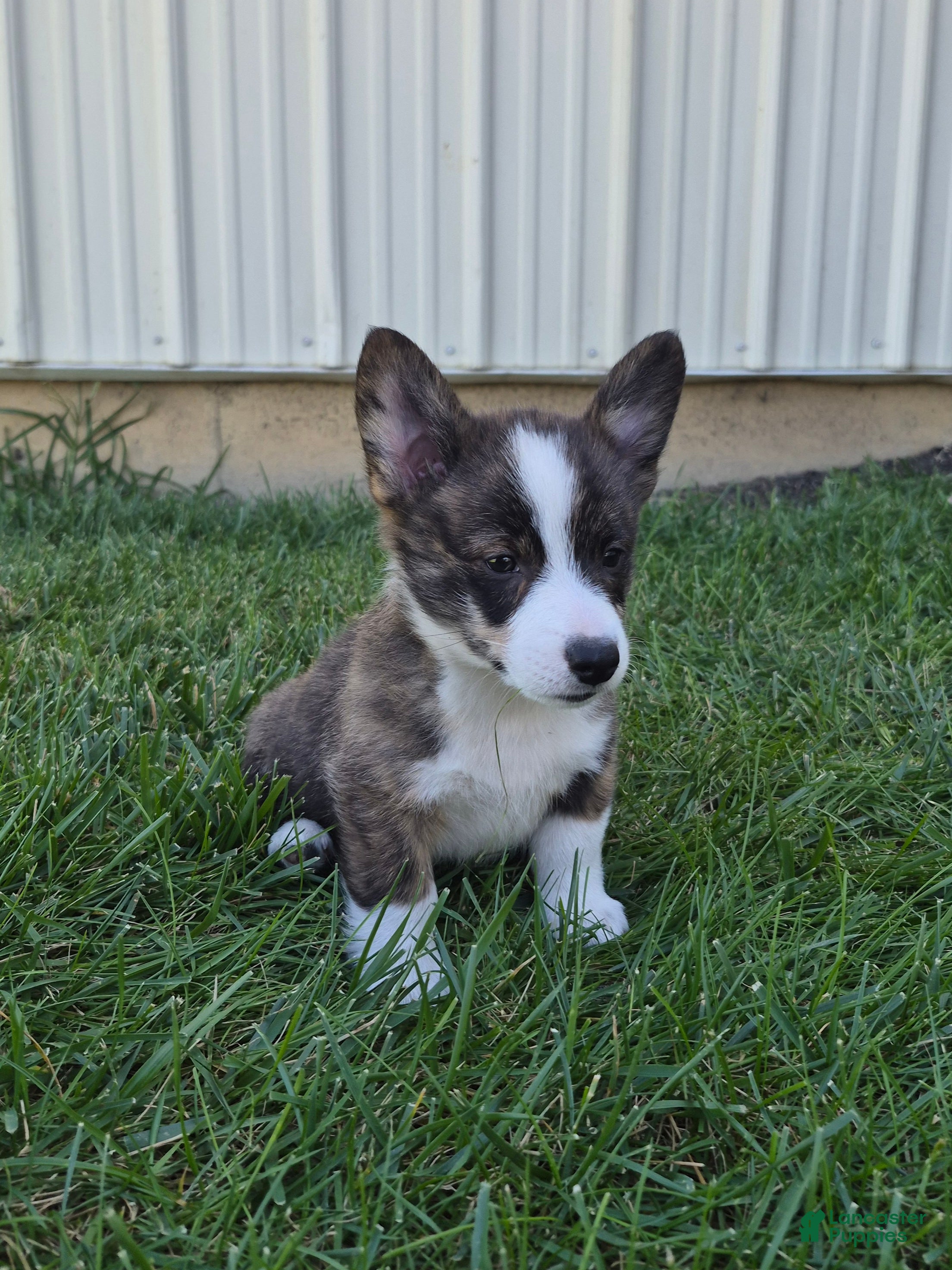 Welsh Corgi Pembroke dogs Thor - Ad 1
