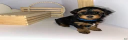 Mixed Breed dogs for sale: Prince - Ad 3