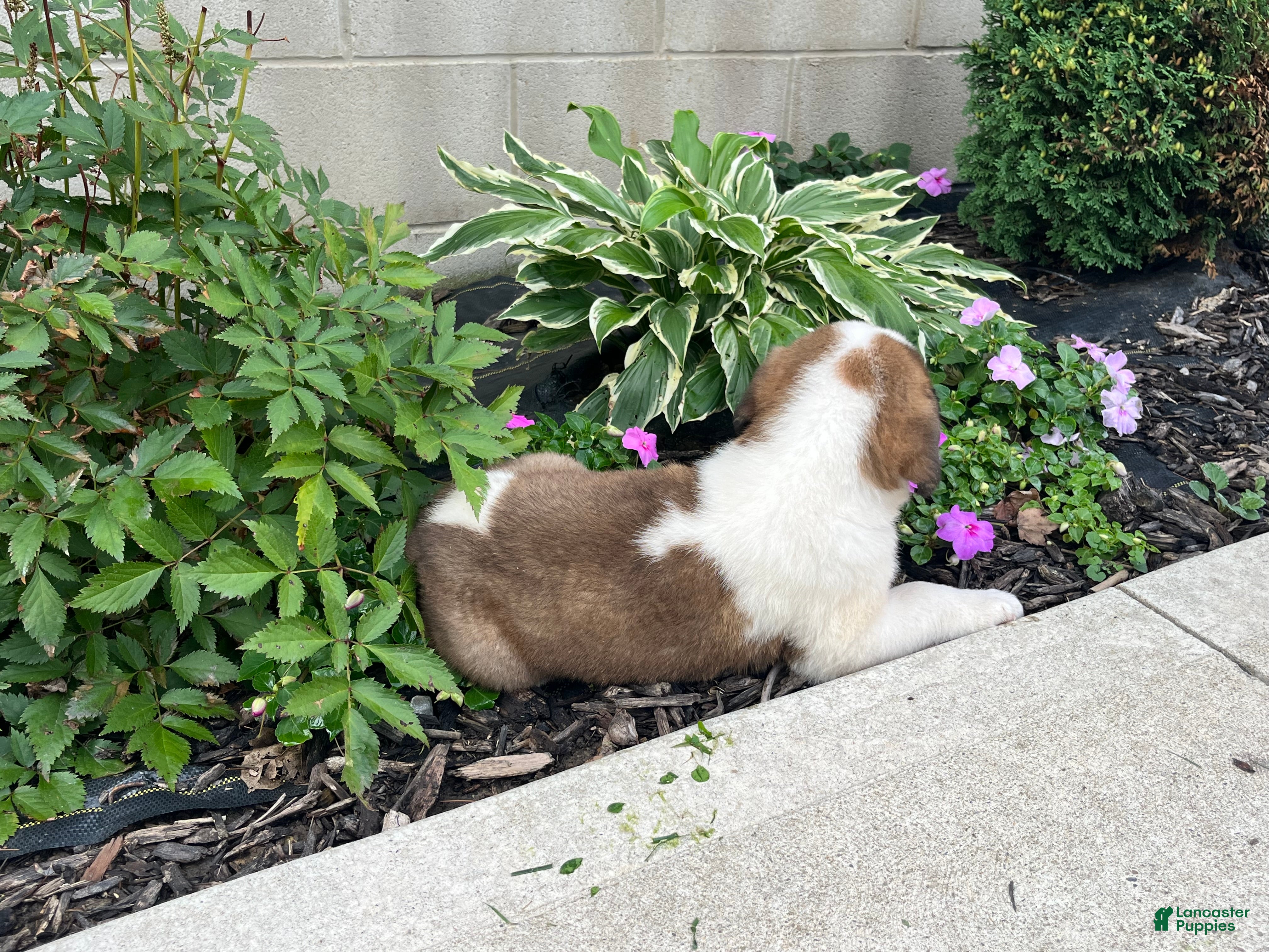 Saint Bernard dogs Saint Bernard 1 - Ad 2