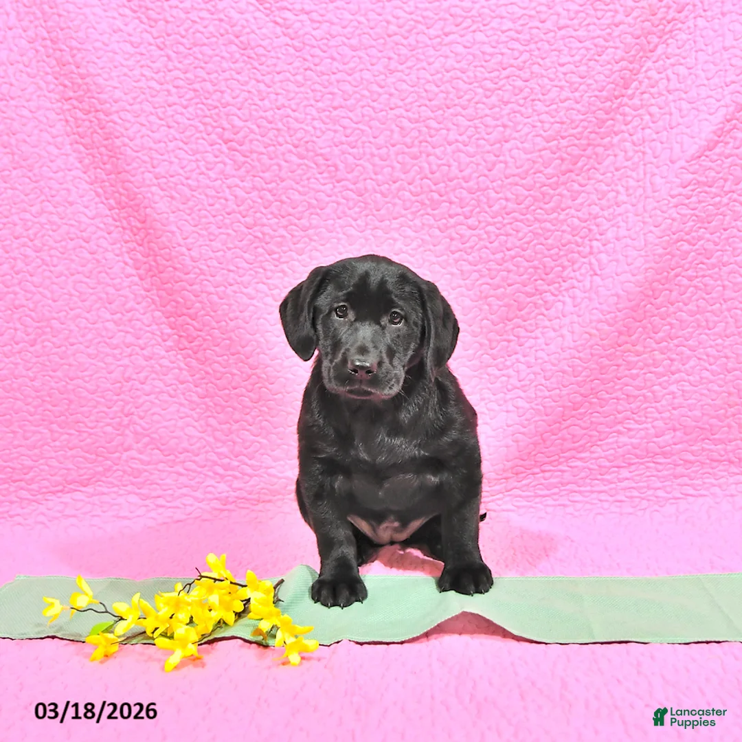 Labrador Retriever dogs for sale: Penny - Ad 2