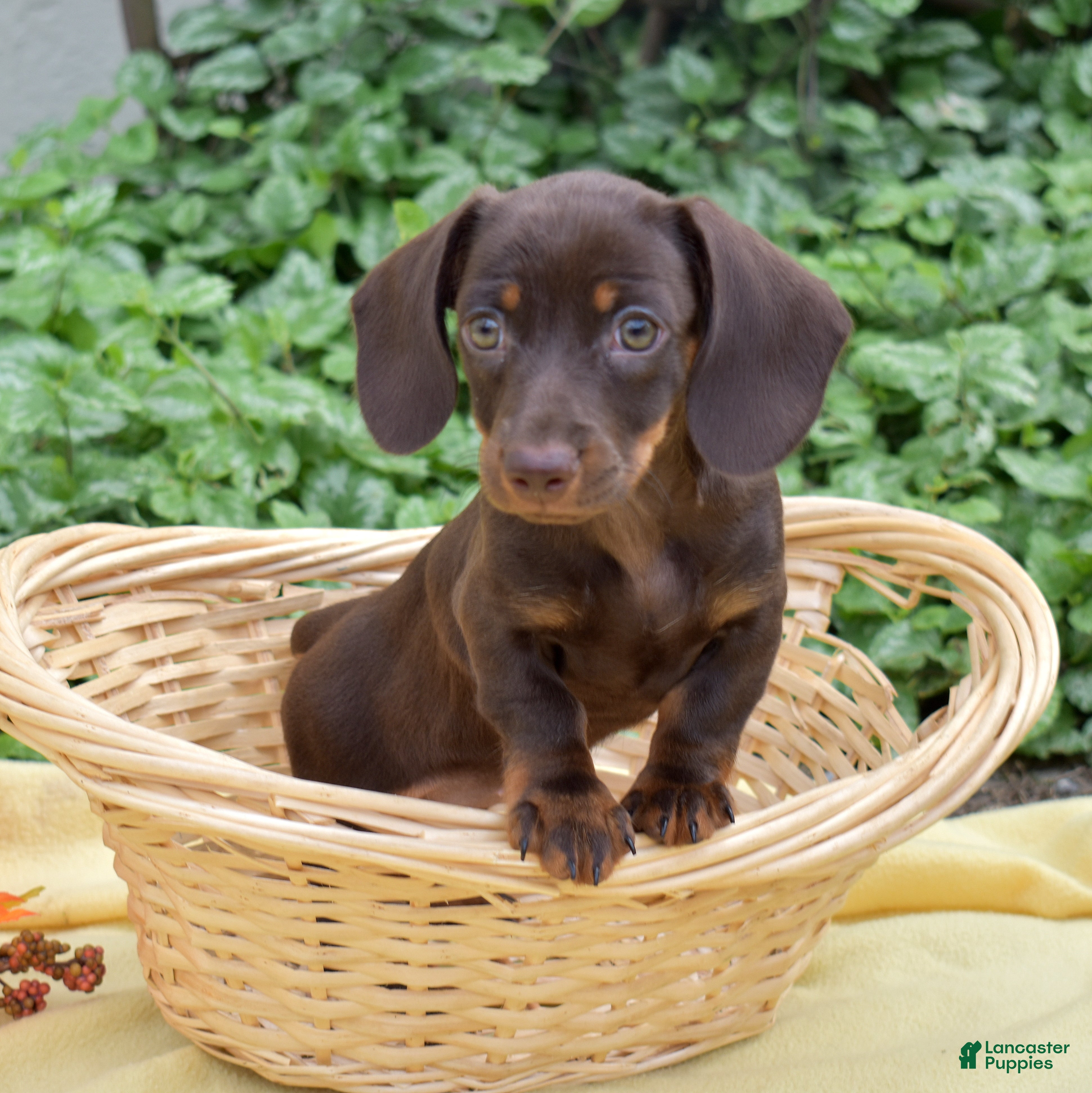 Miniature Dachshund dogs Star - Ad 1
