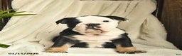English Bulldog dogs for sale: Ash  - Ad 2