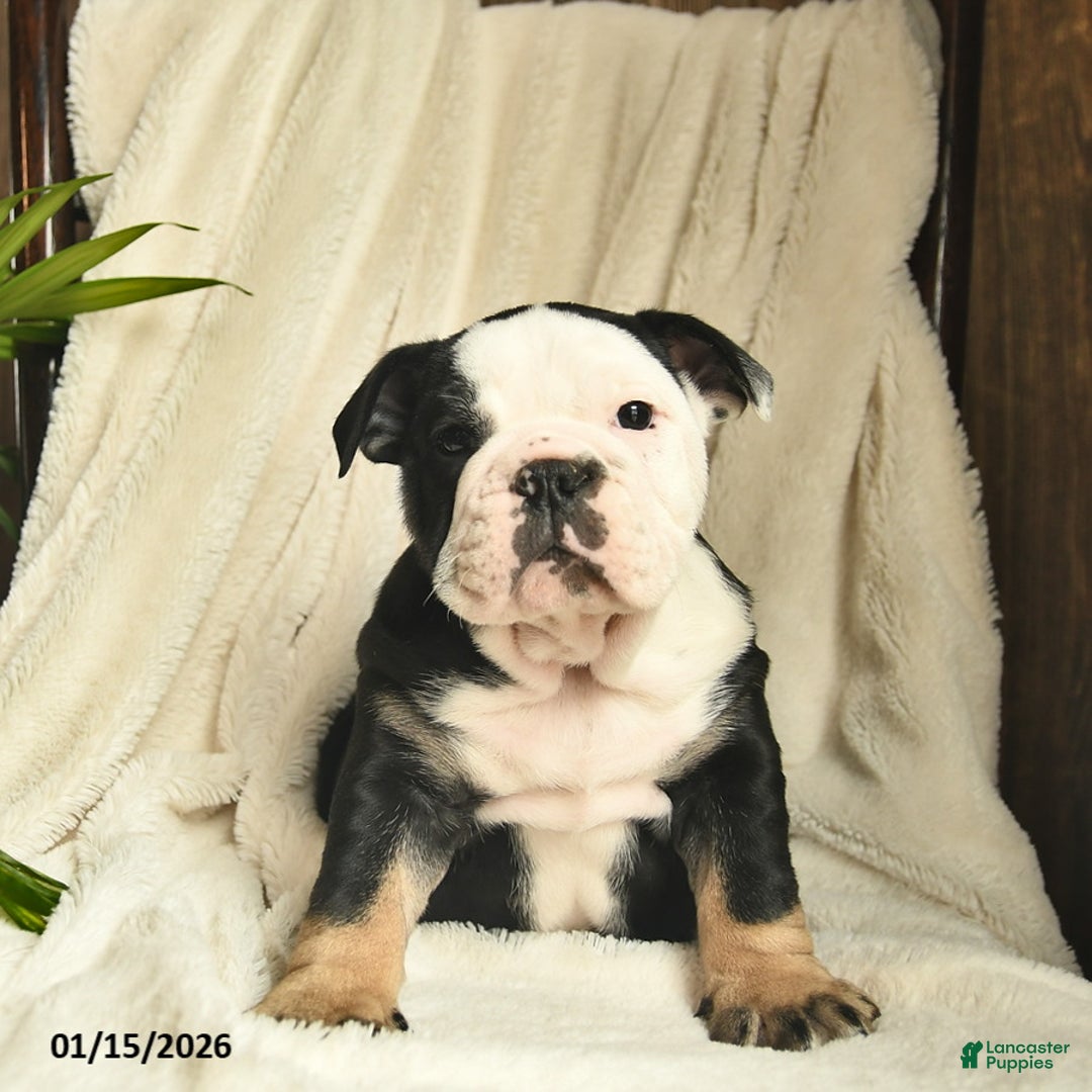English Bulldog dogs for sale: Ash  - Ad 2
