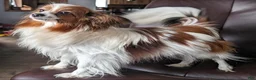 Papillon dogs for sale: Ichi (Echie) - Ad 6