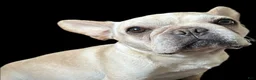 French Bulldog dogs for sale: French Bulldog Oakley  - Ad 6