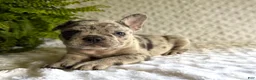 French Bulldog dogs for sale: Jack in The Box - Ad 6