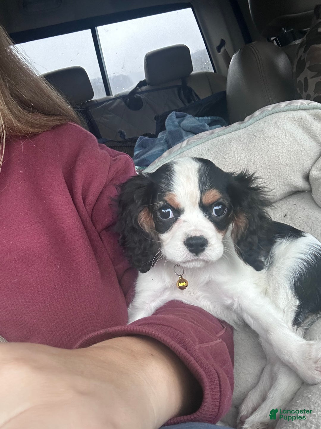 Cavalier King Charles Spaniel dogs for sale: Cavalier King Charles Spaniel Puppy 1 - Ad 4