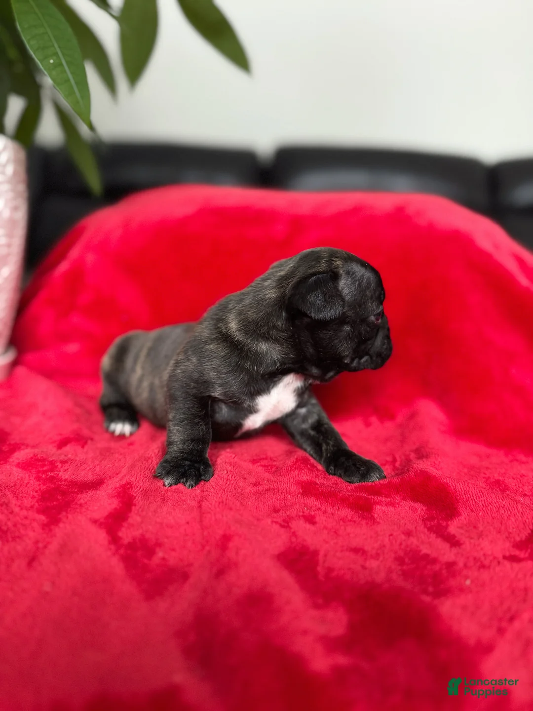 French Bulldog dogs for sale: Mocha - Ad 4